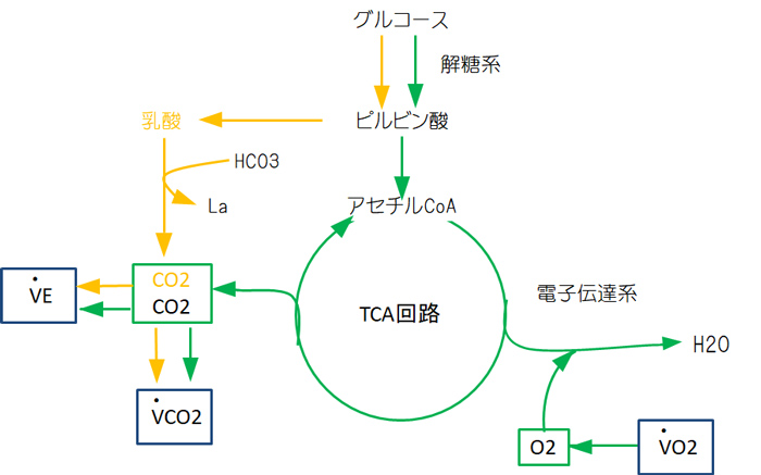 CPXの検査項目  各部門のご紹介  心不全・心臓リハビリテーション 